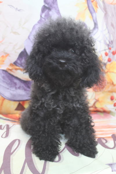 千葉県船橋市のトイプードルのトリミング前画像