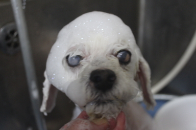 千葉県船橋市のトイプードルのシャンプー画像