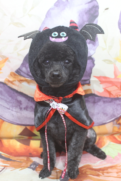 千葉県鎌ヶ谷市のトイプードルのトリミング画像