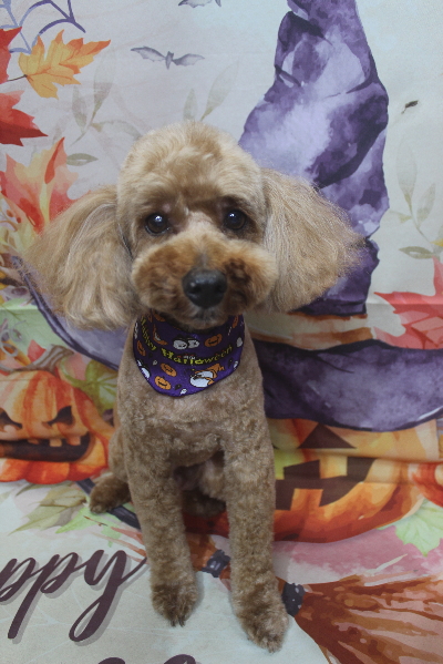 千葉県船橋市のトイプードルのトリミング画像