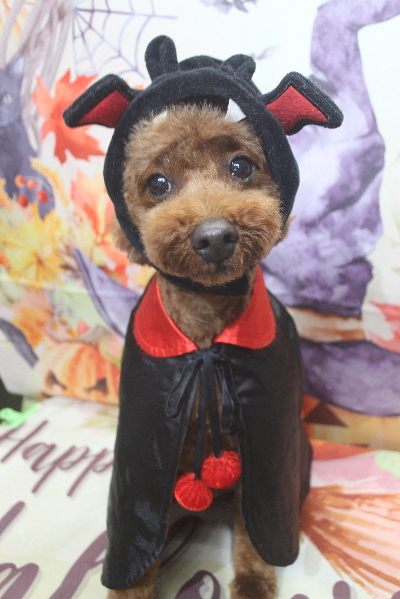 千葉県船橋市のトイプードルのトリミング画像