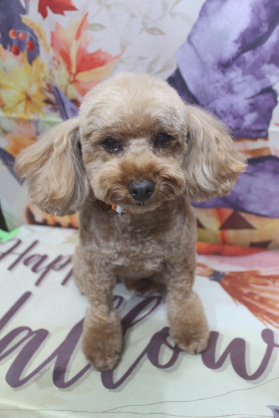 千葉県船橋市のトイプードルのシャンプー画像