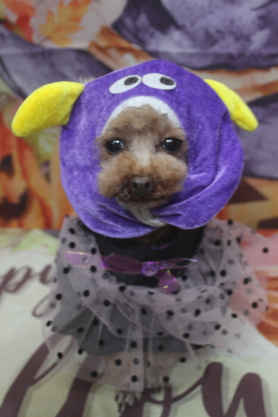 千葉県印西市のトイプードルのトリミング画像