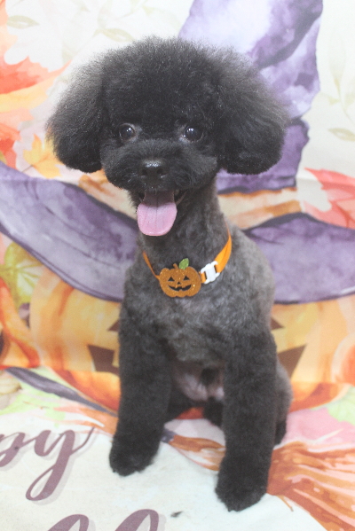 千葉県船橋市のトイプードルのトリミング画像