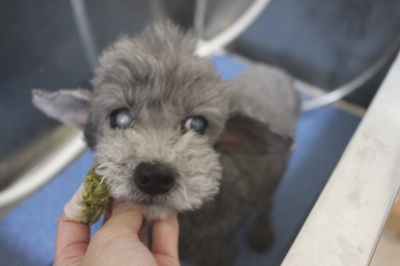 千葉県船橋市のトイプードルの歯磨き画像