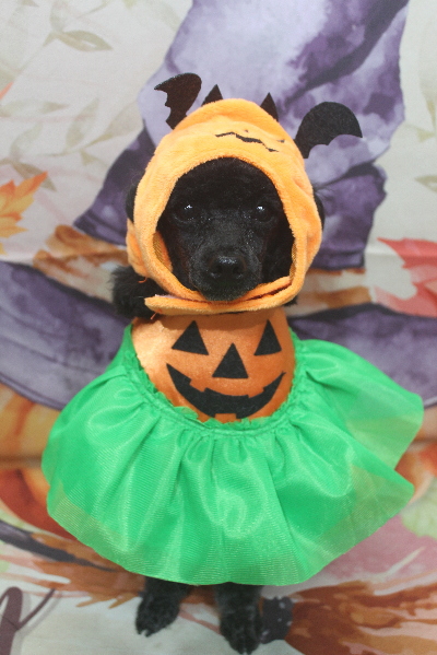 千葉県鎌ヶ谷市のトイプードルのトリミング画像