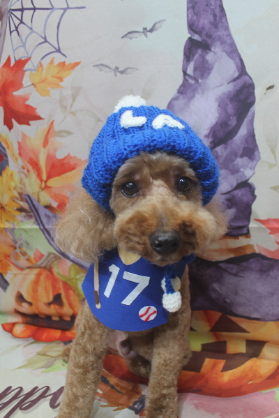 千葉県船橋市のトイプードルのトリミング画像