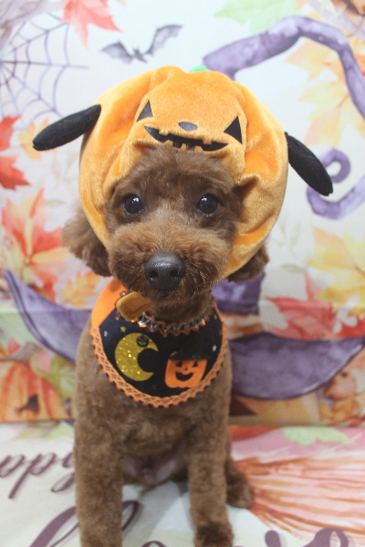 千葉県船橋市のトイプードルのトリミング画像