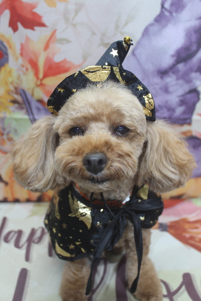 千葉県船橋市のトイプードルのシャンプー画像