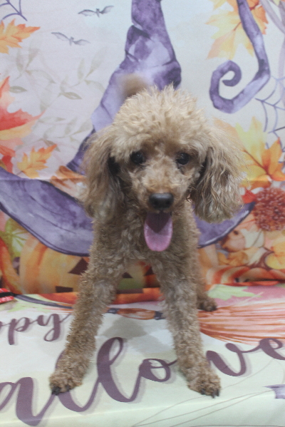 千葉県船橋市のトイプードルのトリミング前画像