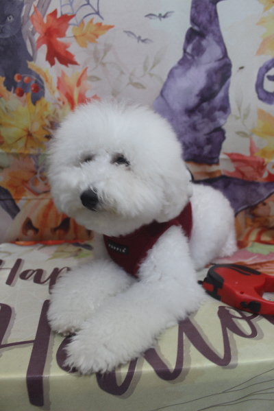 神奈川県川崎市のトイプードルのトリミング前画像