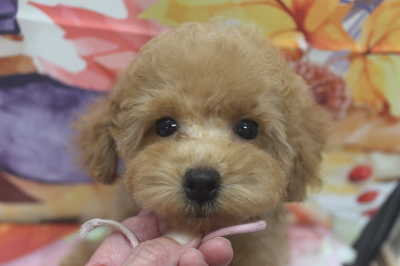 トイプードルブリーダーの子犬、トリミング画像