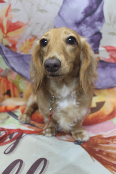 千葉県船橋市のミニチュアダックスのトリミング前画像