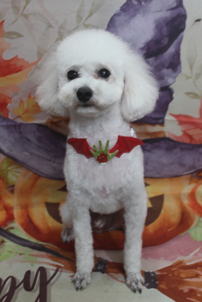 千葉県市川市のトイプードルのトリミング画像