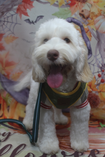 千葉県船橋市のオーストラリアンラブラドゥードルのトリミング前画像