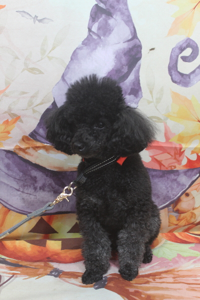 千葉県鎌ヶ谷市のトイプードルのトリミング前画像