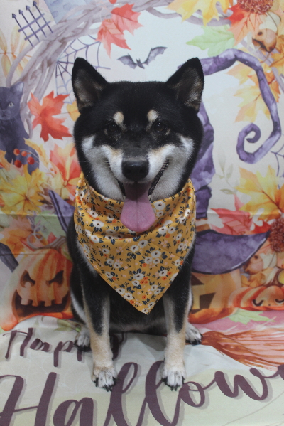 千葉県船橋市の柴犬のトリミング画像