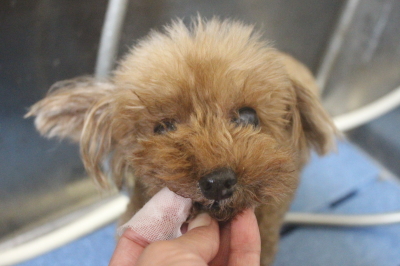 千葉県鎌ケ谷市のトイプードルの歯磨き画像