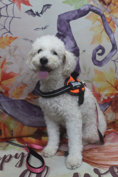 千葉県鎌ヶ谷市のトイプードルのトリミング前画像