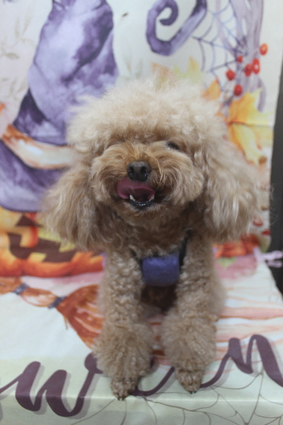 千葉県千葉市のトイプードルのトリミング前画像