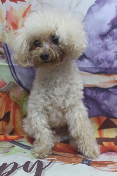 千葉県船橋市のトイプードルのトリミング前画像