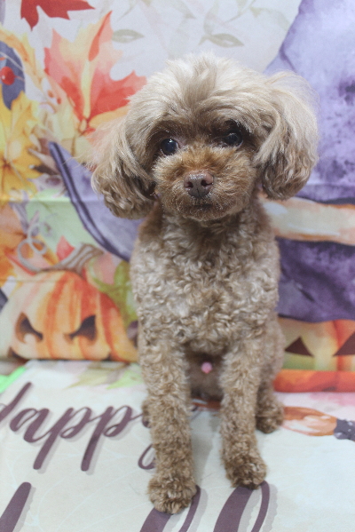 千葉県船橋市のトイプードルのトリミング前画像