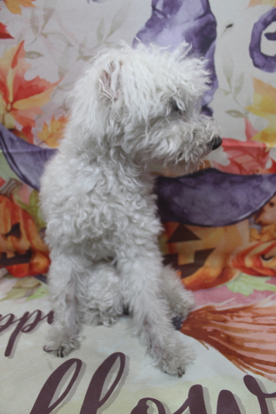 千葉県船橋市のトイプードルのトリミング前画像