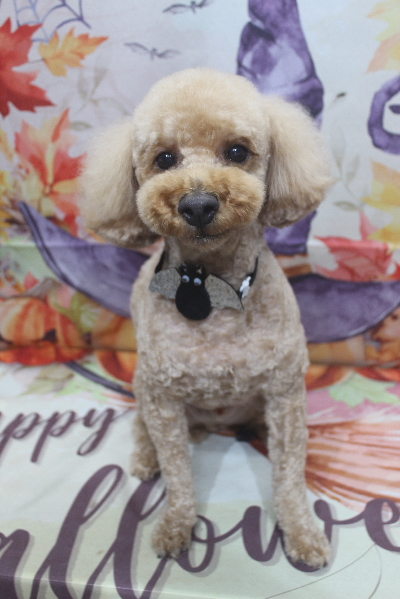 千葉県船橋市のトイプードルのトリミング画像