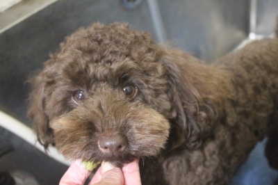 千葉県市川市のトイプードルの歯磨き画像