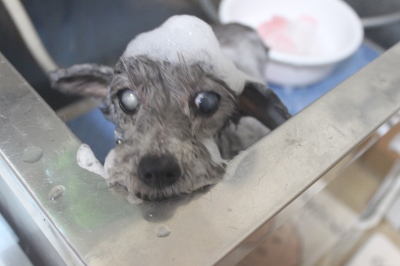 千葉県船橋市のトイプードルのシャンプー画像