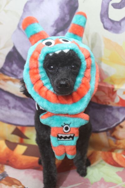 千葉県鎌ヶ谷市のトイプードルのトリミング画像