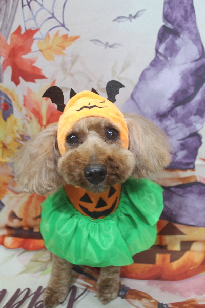 千葉県船橋市のトイプードルのトリミング画像