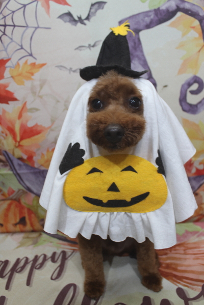 千葉県船橋市のトイプードルのトリミング画像