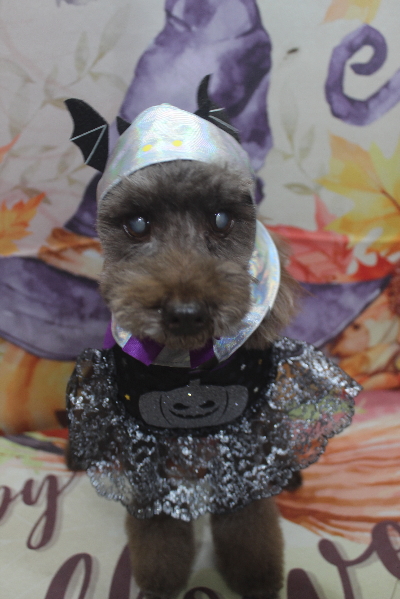 千葉県船橋市のトイプードルのシャンプー画像