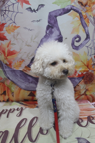 千葉県鎌ヶ谷市のトイプードルのトリミング前画像