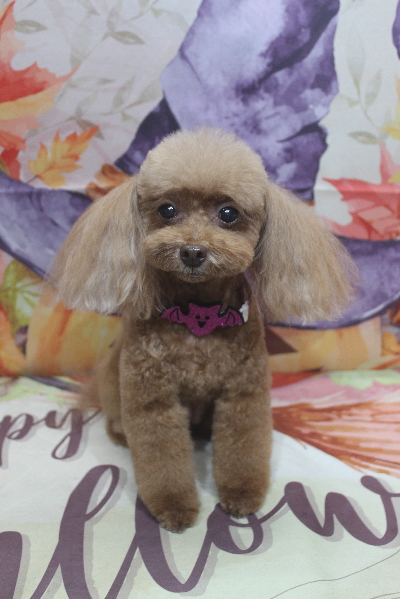 千葉県船橋市のトイプードルのトリミング画像