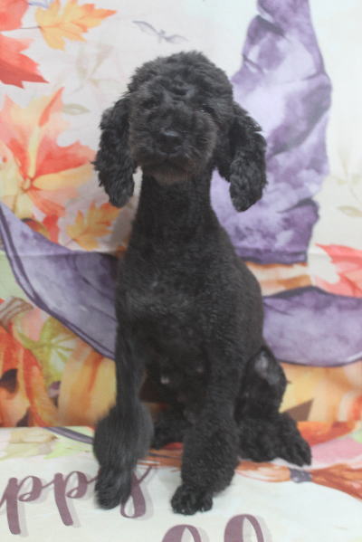 トイプードルブリーダーの成犬、トリミング画像