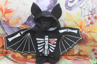 千葉県鎌ヶ谷市のトイプードルのトリミング画像