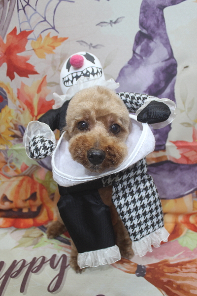 千葉県船橋市のトイプードルのトリミング画像