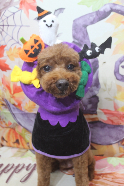 千葉県船橋市のトイプードルのトリミング画像