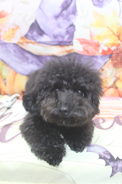 千葉県鎌ヶ谷市のトイプードルのトリミング前画像