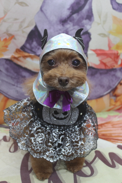 千葉県船橋市のトイプードルのトリミング画像