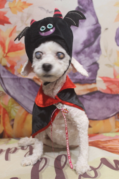 千葉県船橋市のトイプードルのトリミング画像