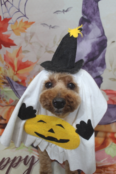 千葉県船橋市のトイプードルのトリミング画像