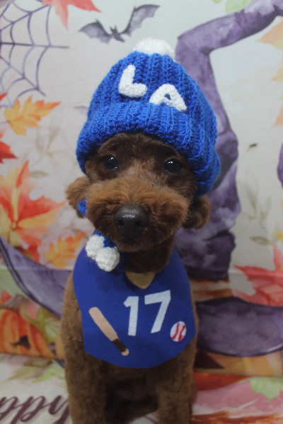 千葉県船橋市のトイプードルのトリミング画像