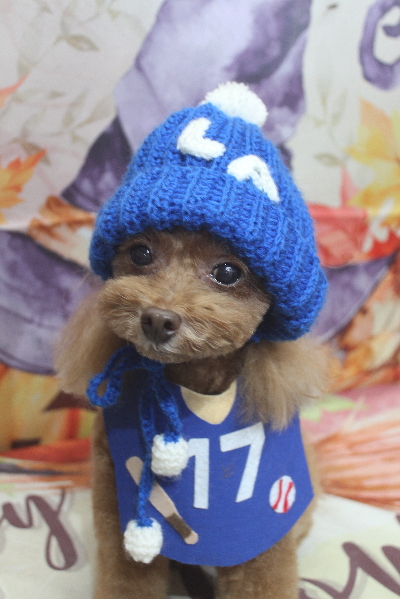 千葉県船橋市のトイプードルのトリミング画像