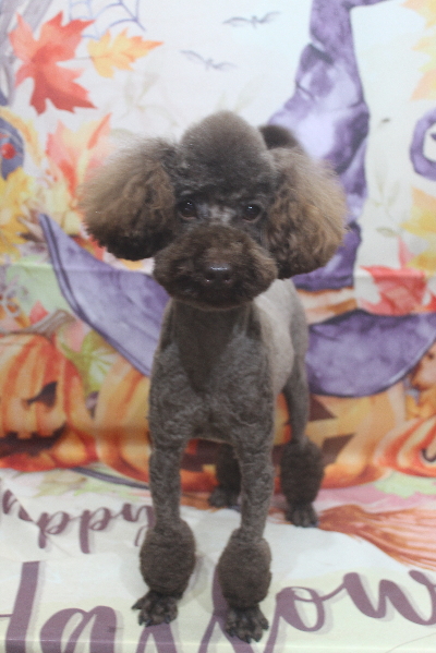 トイプードルブリーダーの成犬、トリミング画像