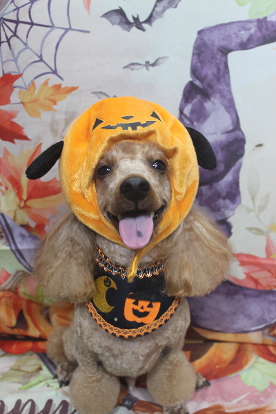 千葉県鎌ヶ谷市のトイプードルのトリミング画像