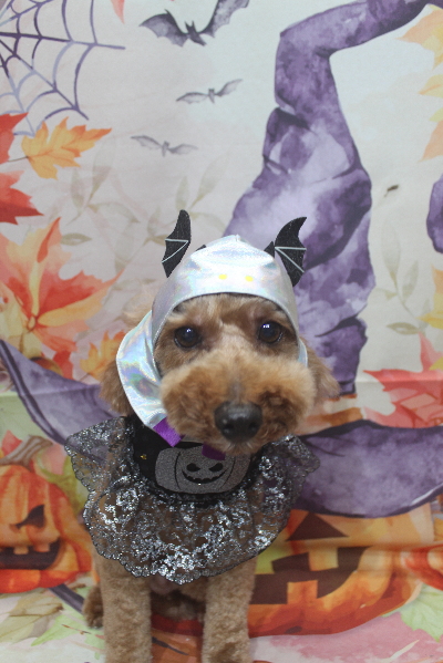 千葉県船橋市のトイプードルのトリミング画像