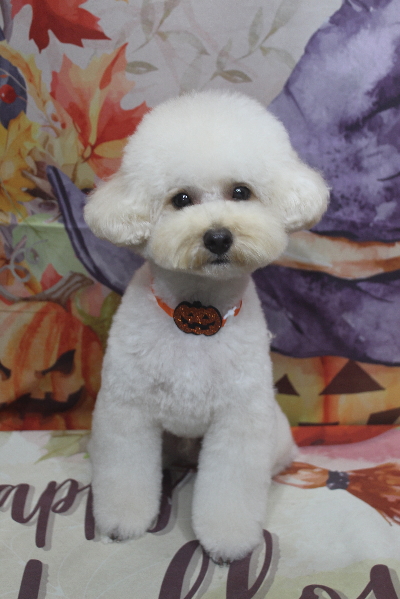 千葉県鎌ヶ谷市のトイプードルのトリミング画像